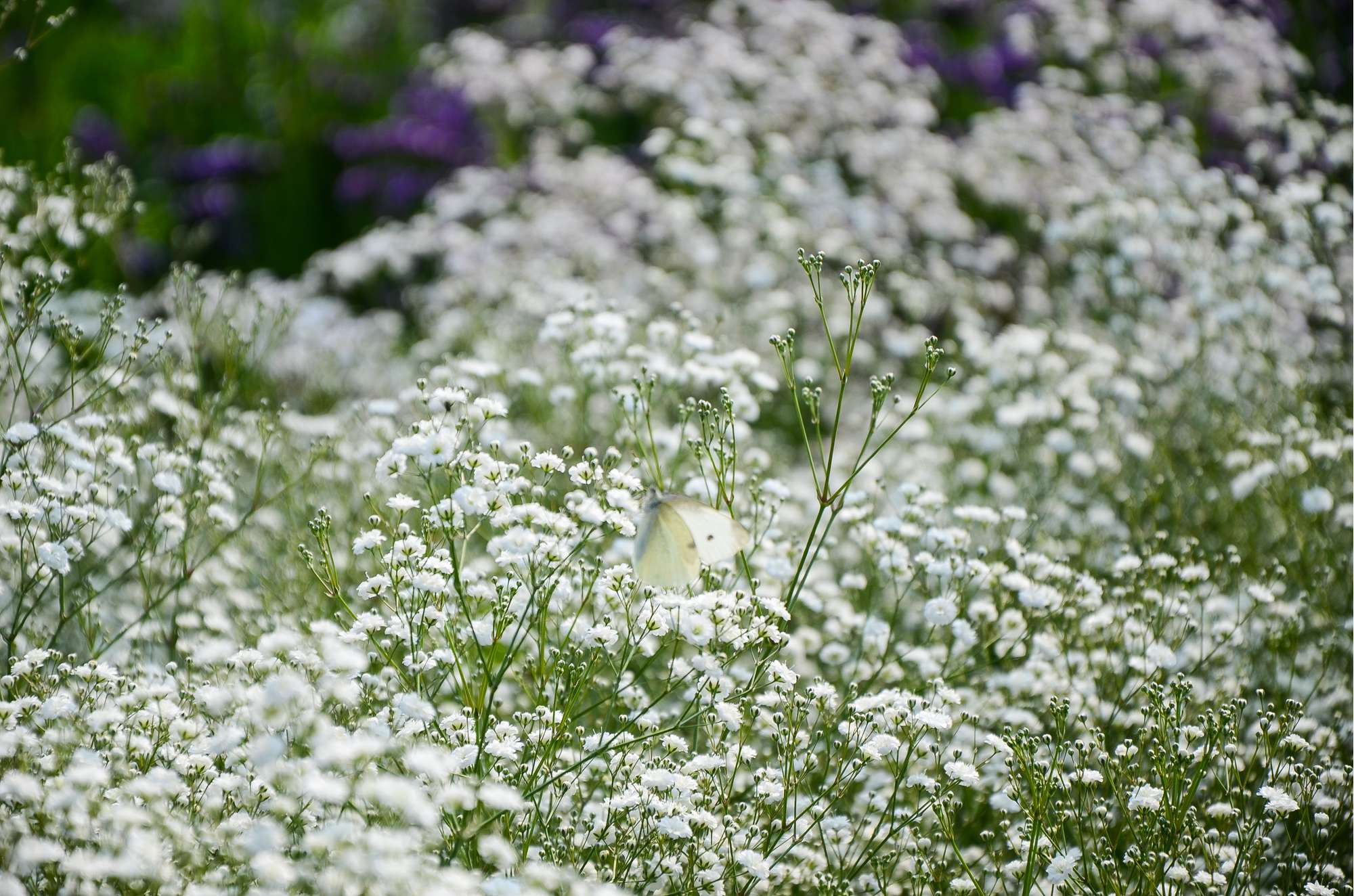 Brudslöja 'Paniculata'